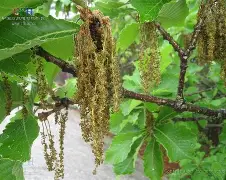 爱游戏APP-??馛1??鱛|i凹?G7鄟?226竎'詝e?栎?蚩6犲|睻巅的简单介绍